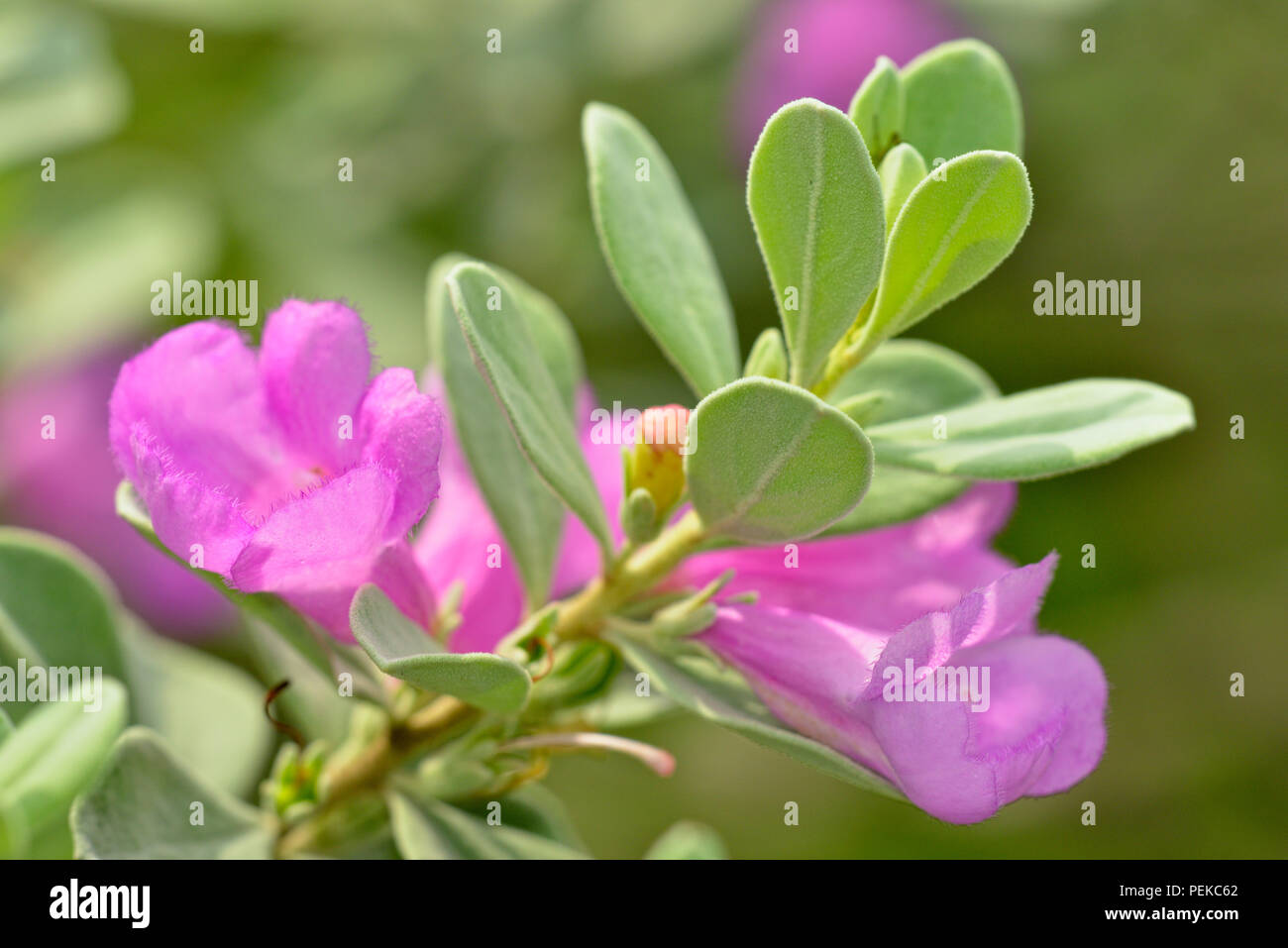 Purple Sage Blumen, Rio Grande City, Texas, USA Stockfoto