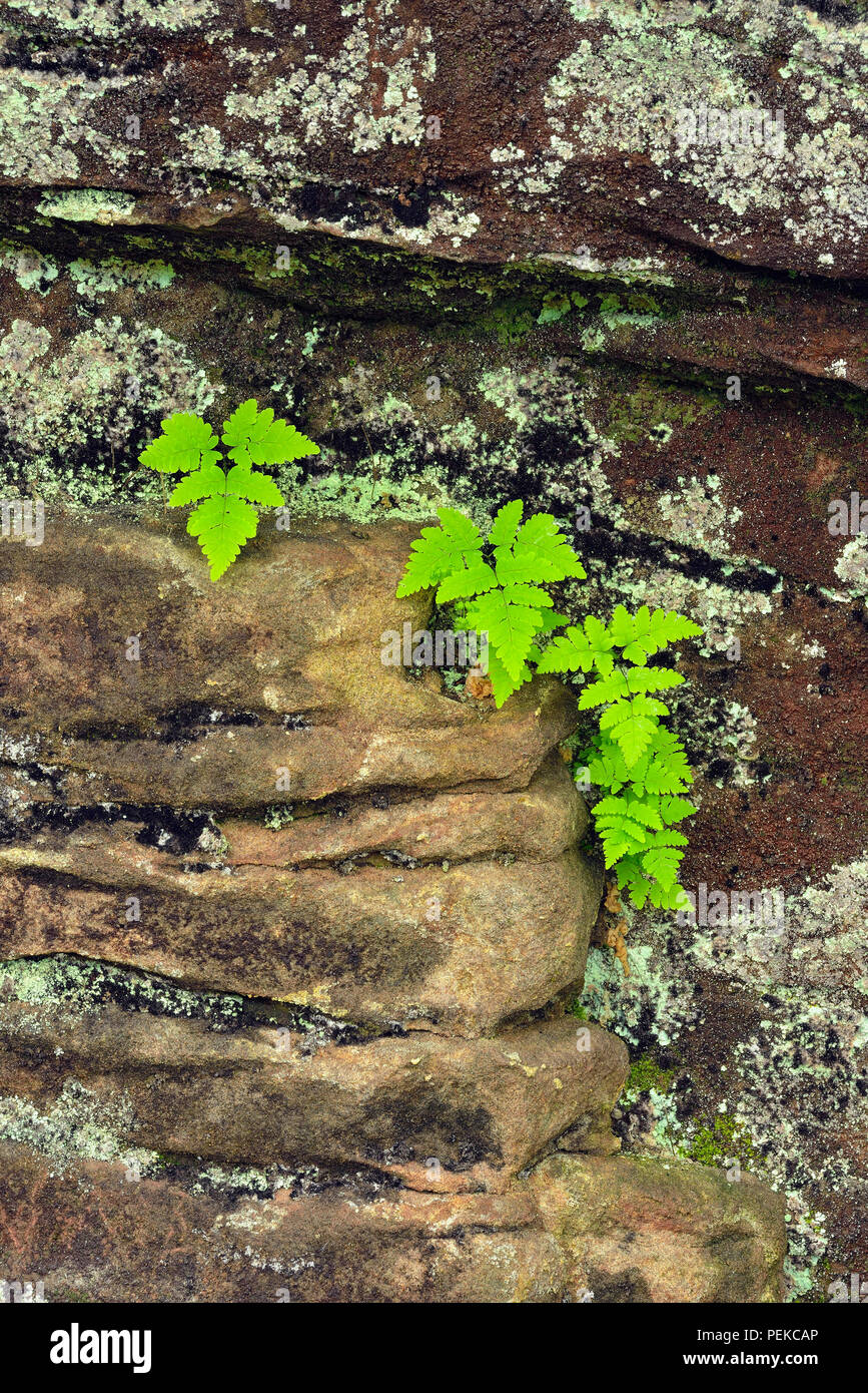 Farne auf Sandstein Mauern in der Nähe von Scott fällt, Au Train, Alger County, Michigan, USA Stockfoto