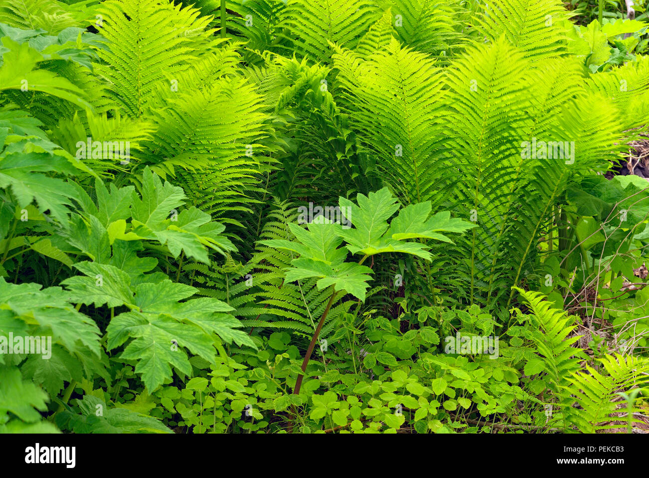 Wald Farne und Pastinaken Blätter, Alger County, in der Nähe der Munising, Michigan, USA Stockfoto