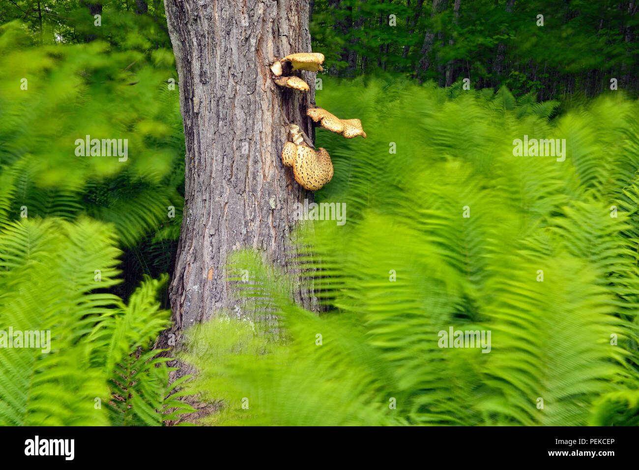 (Matteuccia struthiopteris Ostrich Fern) und Ahorn mit den dryaden Sattel (Polyporus squamosus) Pilz, dargestellt Rocks National Lakeshore, Michigan Stockfoto