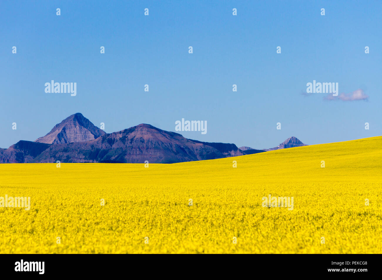 Ansicht der ländlichen Alberta und ein gelbes Rapsfeld in Blüte mit der Kanadischen Rockies im Hintergrund in der Nähe der Wiese Stadt Cowley und Pincher Creek Stockfoto