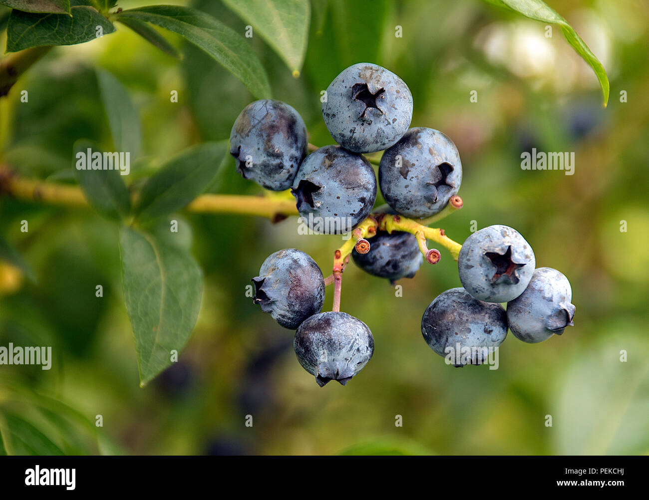 Nahaufnahme der ein Bündel von reifen Heidelbeeren auf grössenmass Stockfoto