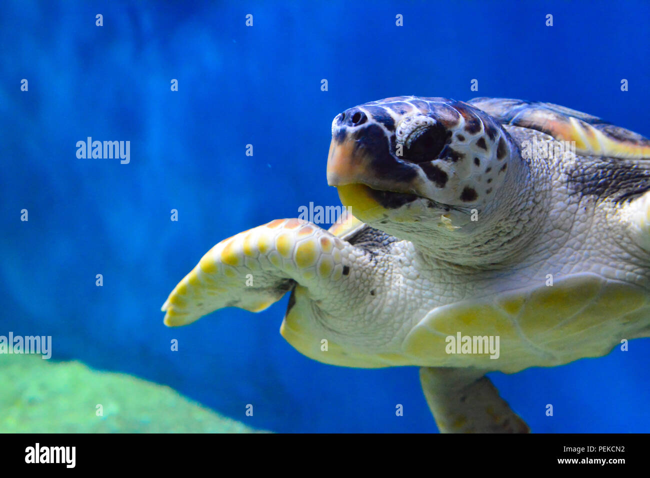 Schildkröte schwimmt unter Wasser Stockfoto