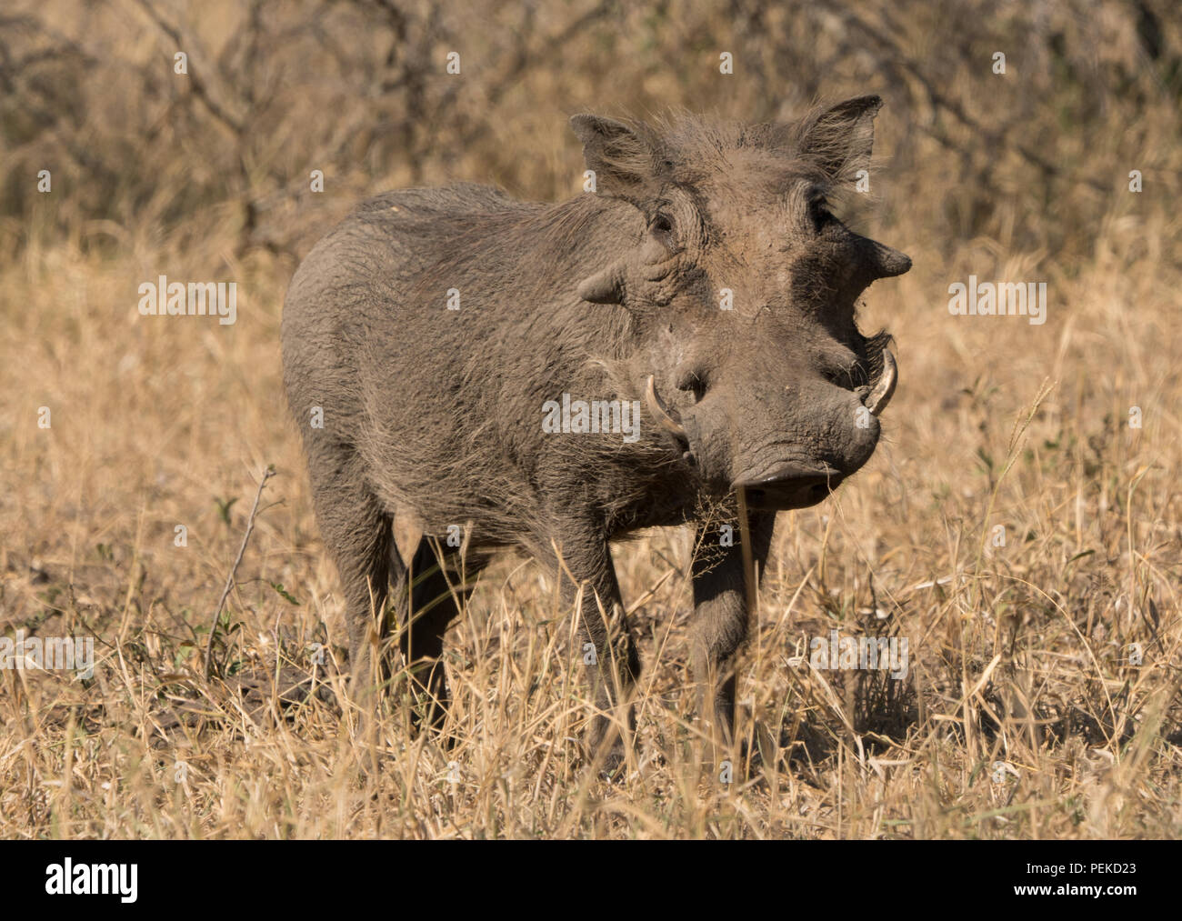 Afrika warzenschweine -Fotos und -Bildmaterial in hoher Auflösung – Alamy