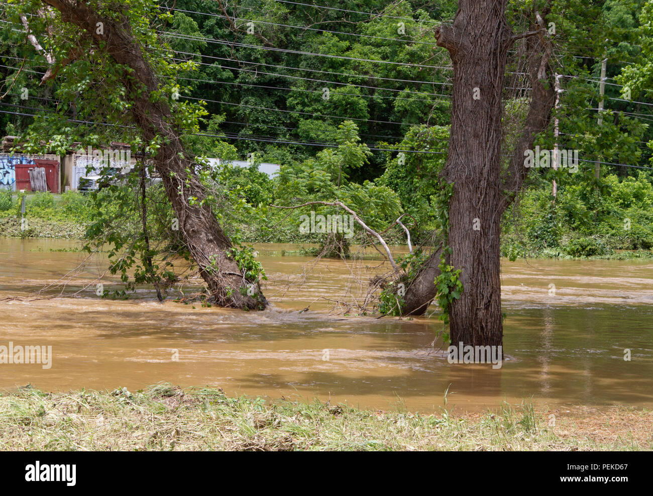 ASHEVILLE, North Carolina, USA - 30. MAI 2018: ein Schlammiger Fluss überläuft, engulfing Bäume und Überschwemmungen auf einer nahe gelegenen Straße Stockfoto