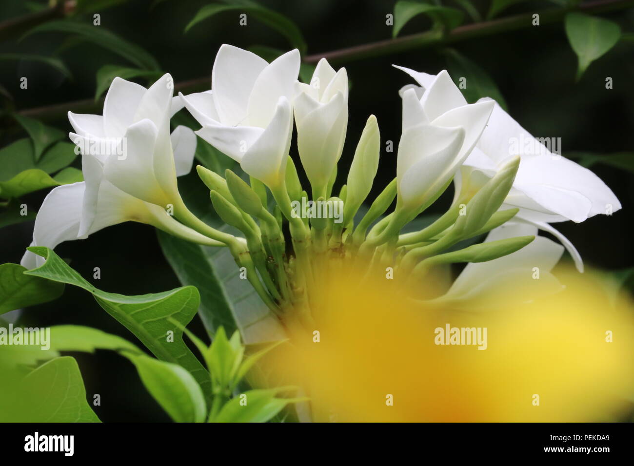 Die plumeria Golden Arrow Stockfoto