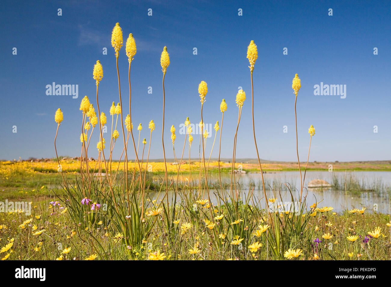 Mit Springflowers Katsterte Stockfoto