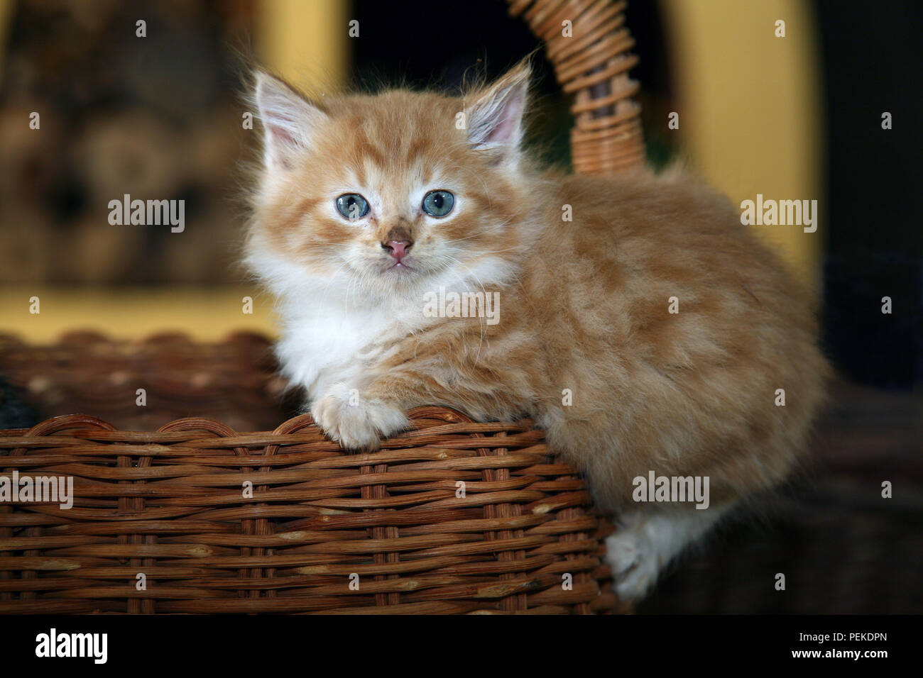 Kitten auf Korb Stockfoto