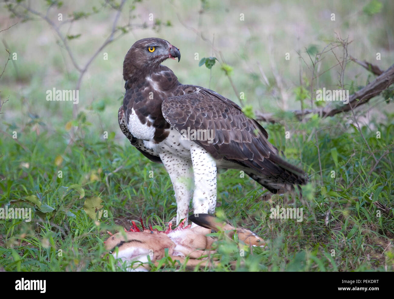 Martial Eagle mit Beute Stockfoto