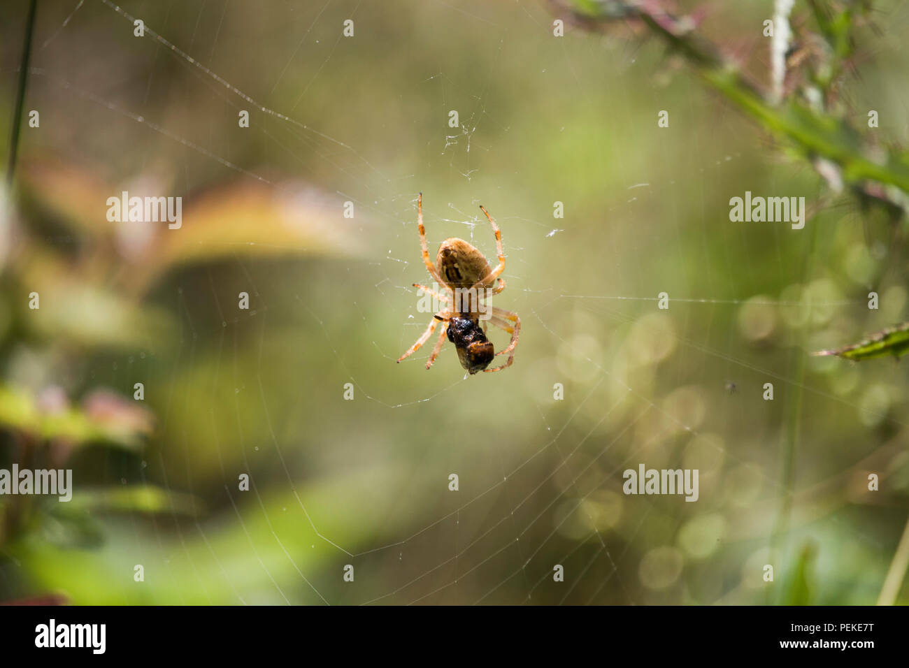 Isolierte Spider auf spidernet mit seiner Beute Stockfoto