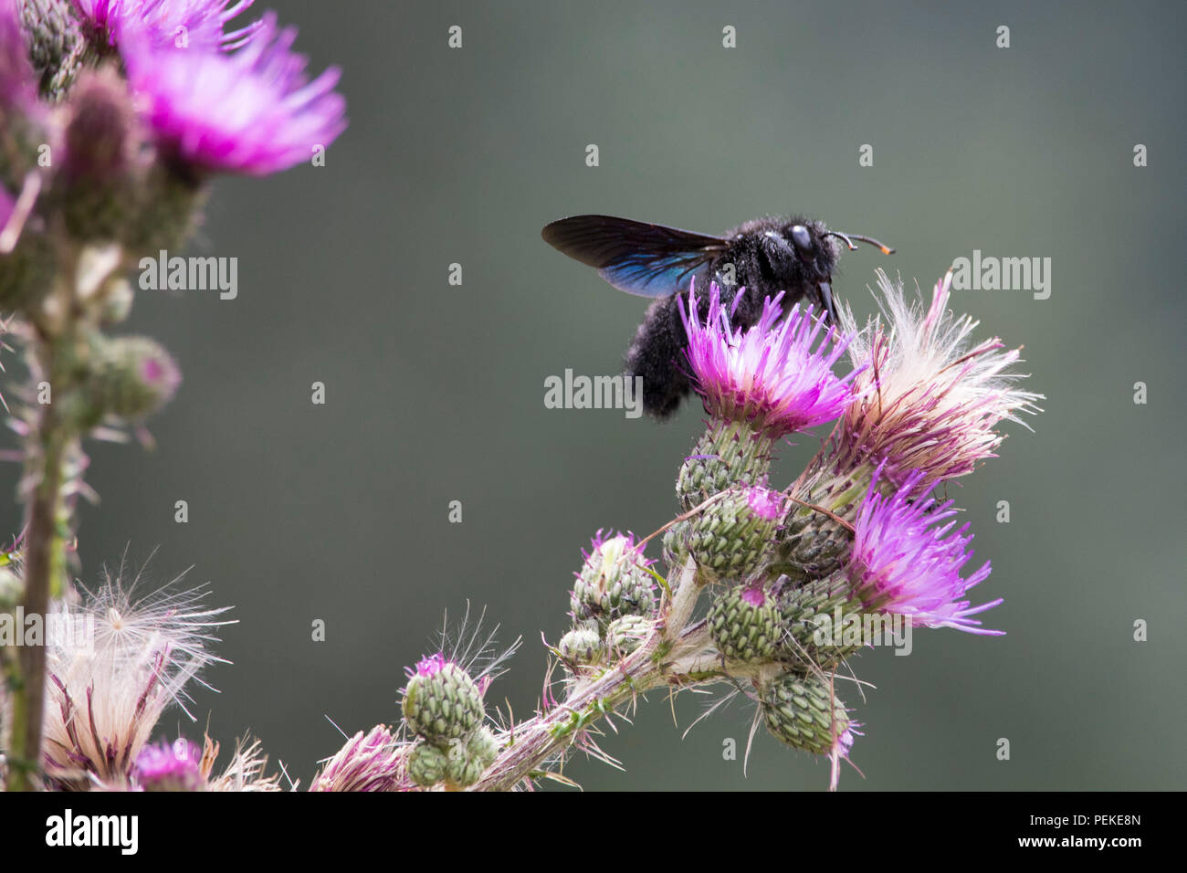 Close-up Erfassung von isolierten käfer insekt auf Blume Stockfoto