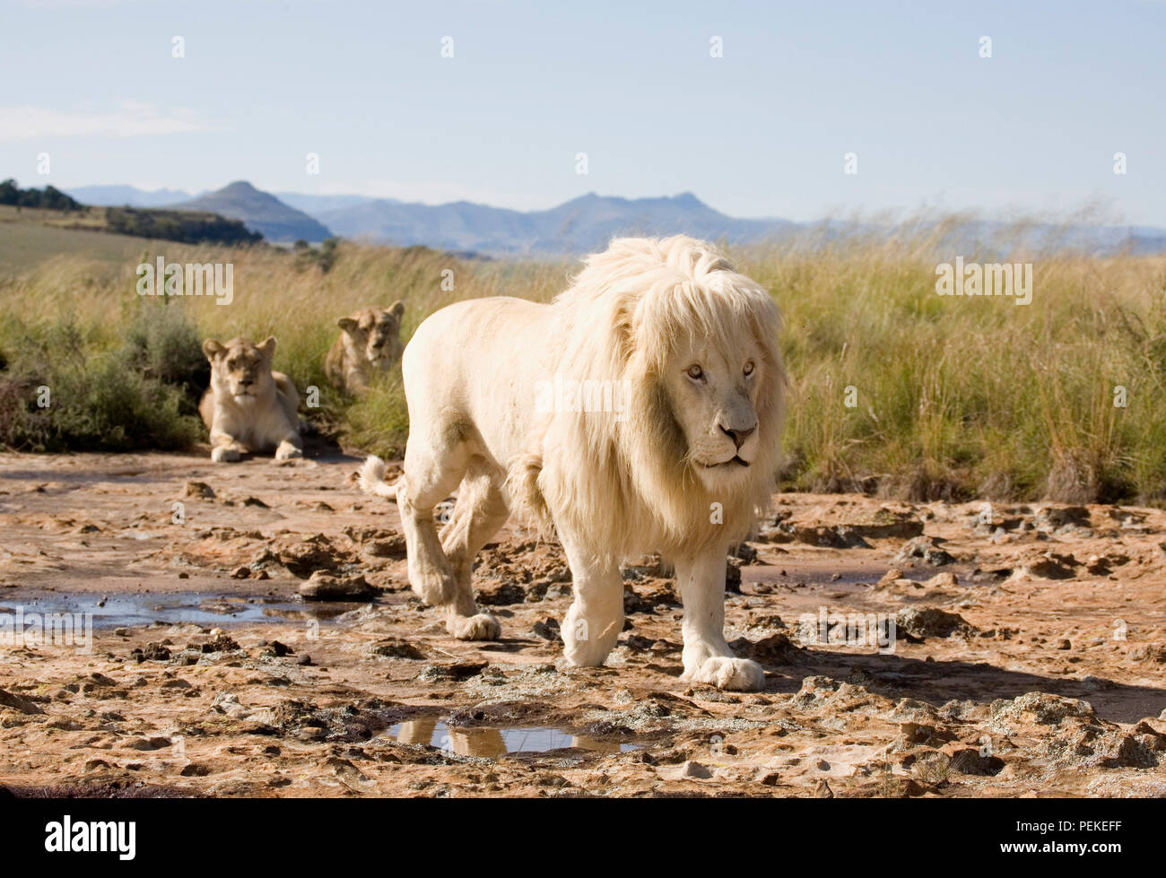 Männliche Löwe mit Weibchen Stockfoto