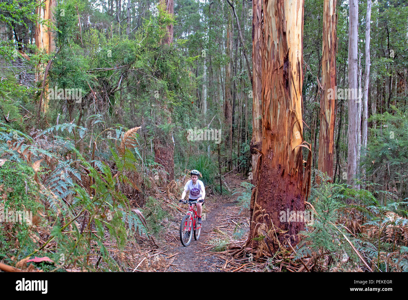 Mountainbiken auf hollybank Forest Reserve Stockfoto