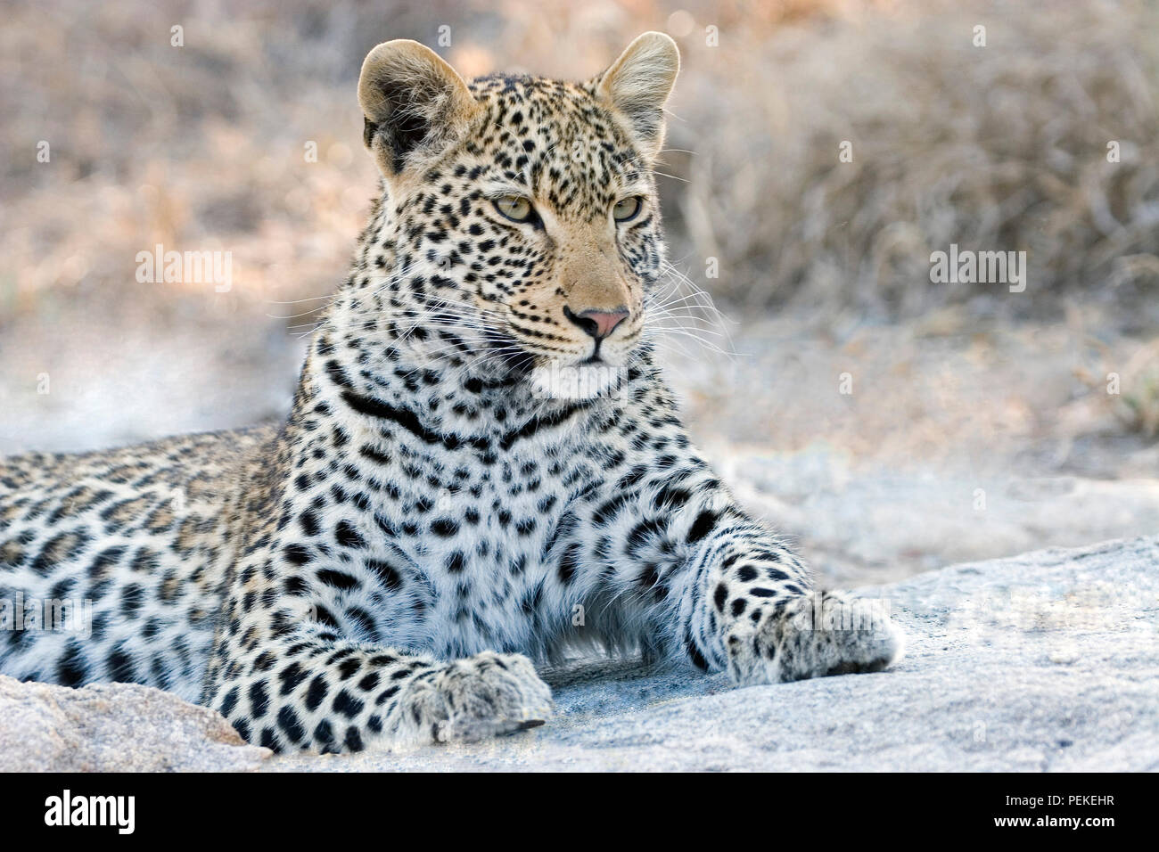 Junge Leoparden Stockfoto