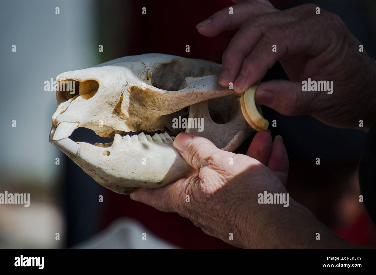 Wombat Schädel in Händen gehalten, wie es für Kinder während der Schulferien im freien pädagogischen Programm auf einheimische australische Tiere angezeigt wird. Stockfoto