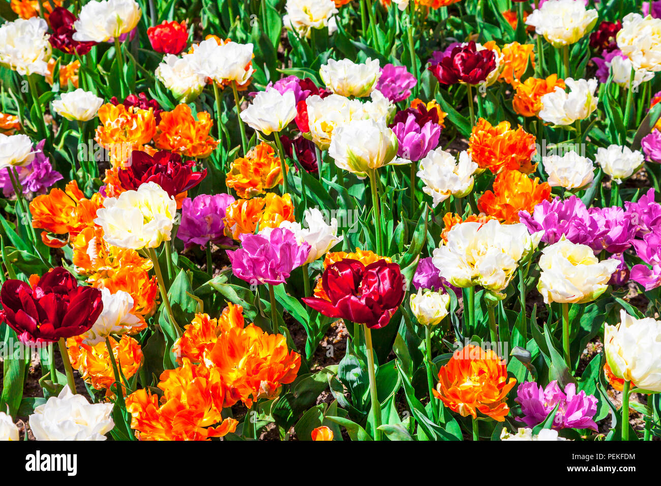 Blühen bunte Blumen in Keukenhof Park, Niederlande. Stockfoto