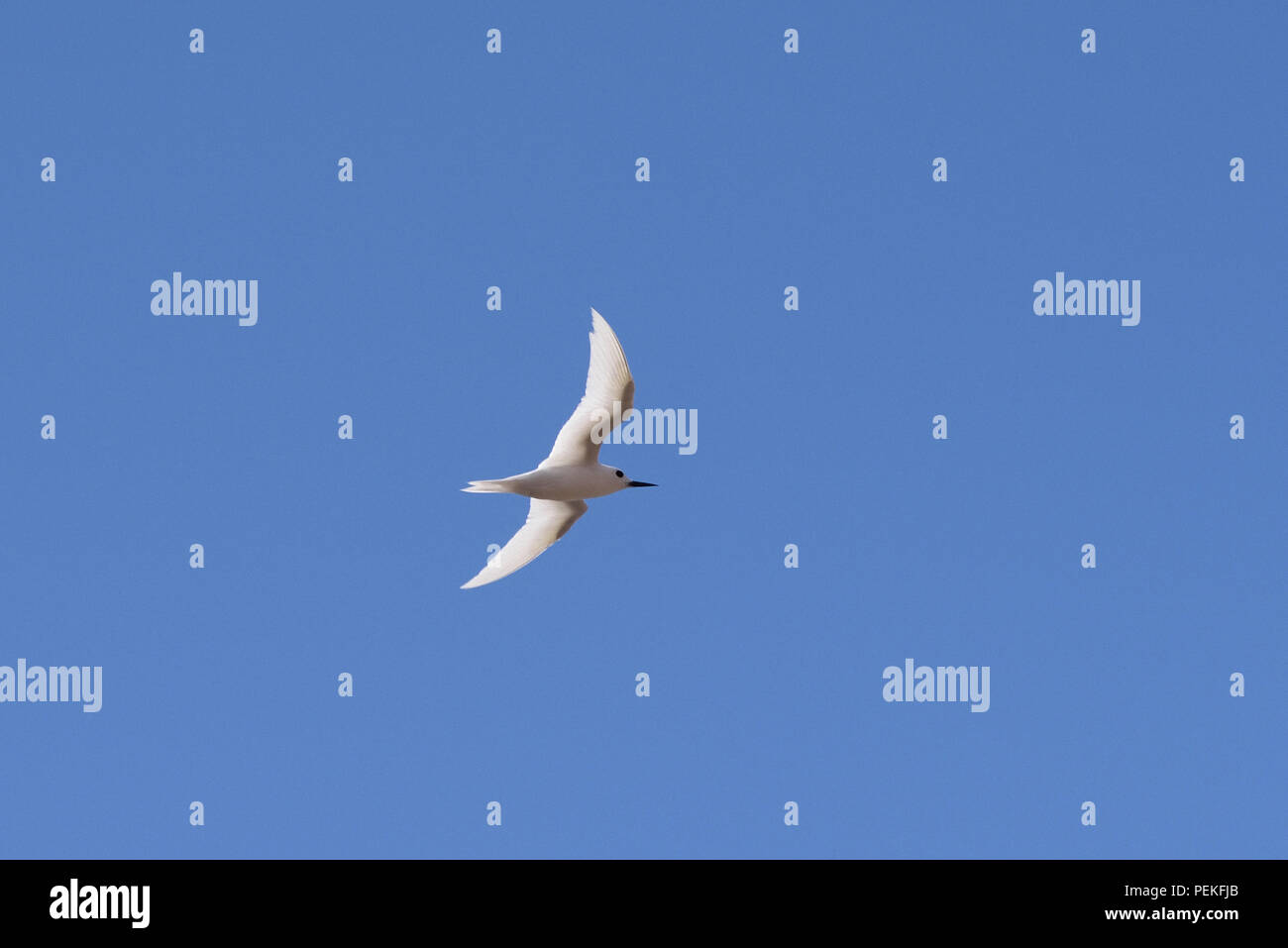 White Tern (Gygis alba) im Flug auf die Insel Ascension im Südatlantik Stockfoto