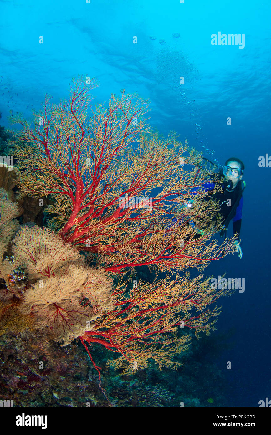 Diver (MR) mit einer Gorgonie coral Ventilator am Tubbataha Riff, Philippinen. Stockfoto