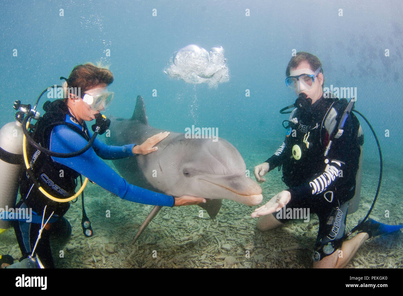 Paar (MR) und der Große Tümmler, Tursiops Truncatus, Curacao Sea Aquarium, Curaçao, Karibik. Stockfoto