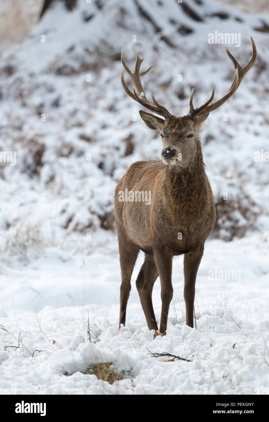 Red Deer Stag im Schnee Richmond Park Großbritannien Stockfoto