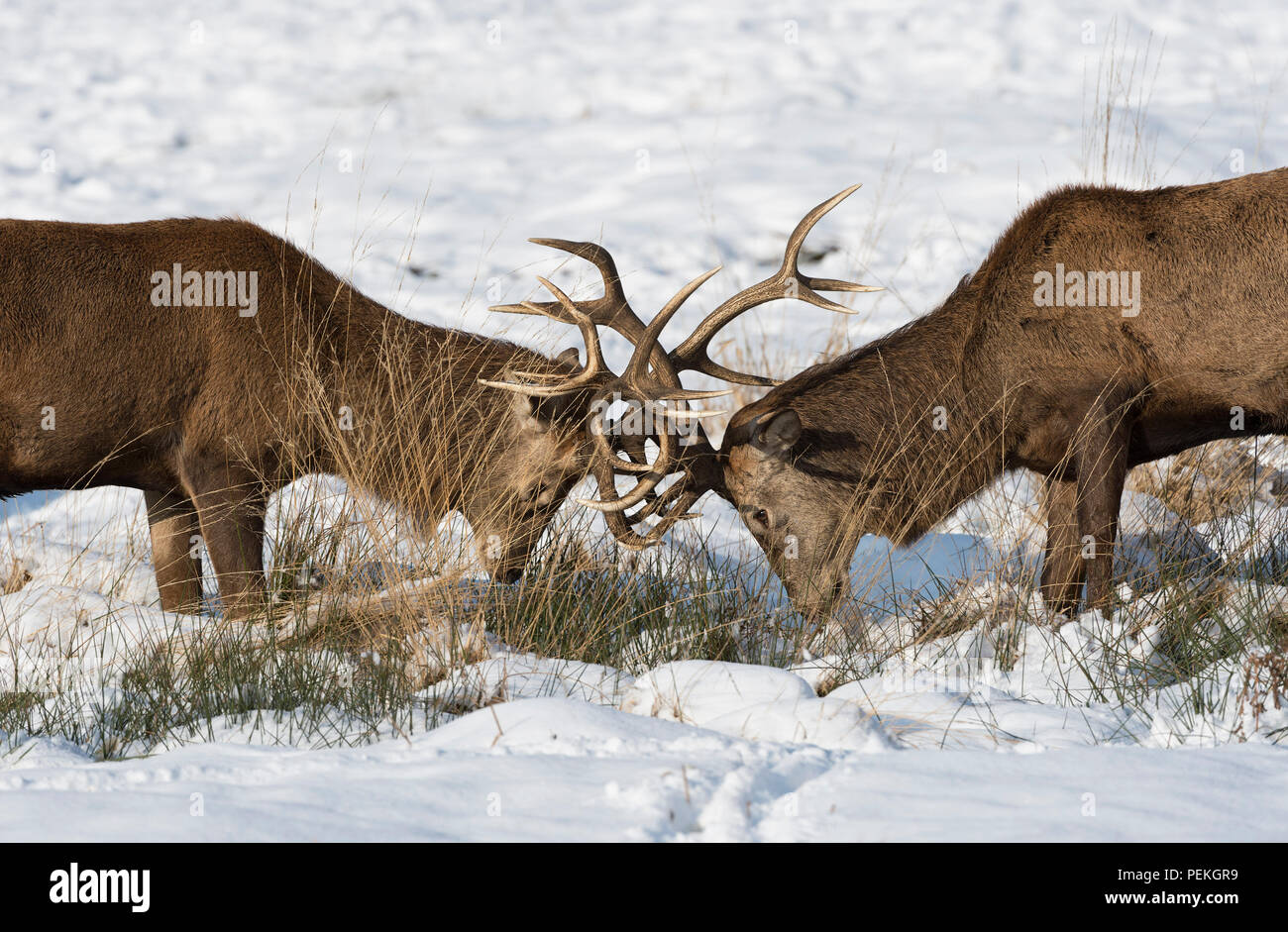 Rotwild Hirsche Hirschbrunft im Schnee Richmond Park Großbritannien Stockfoto