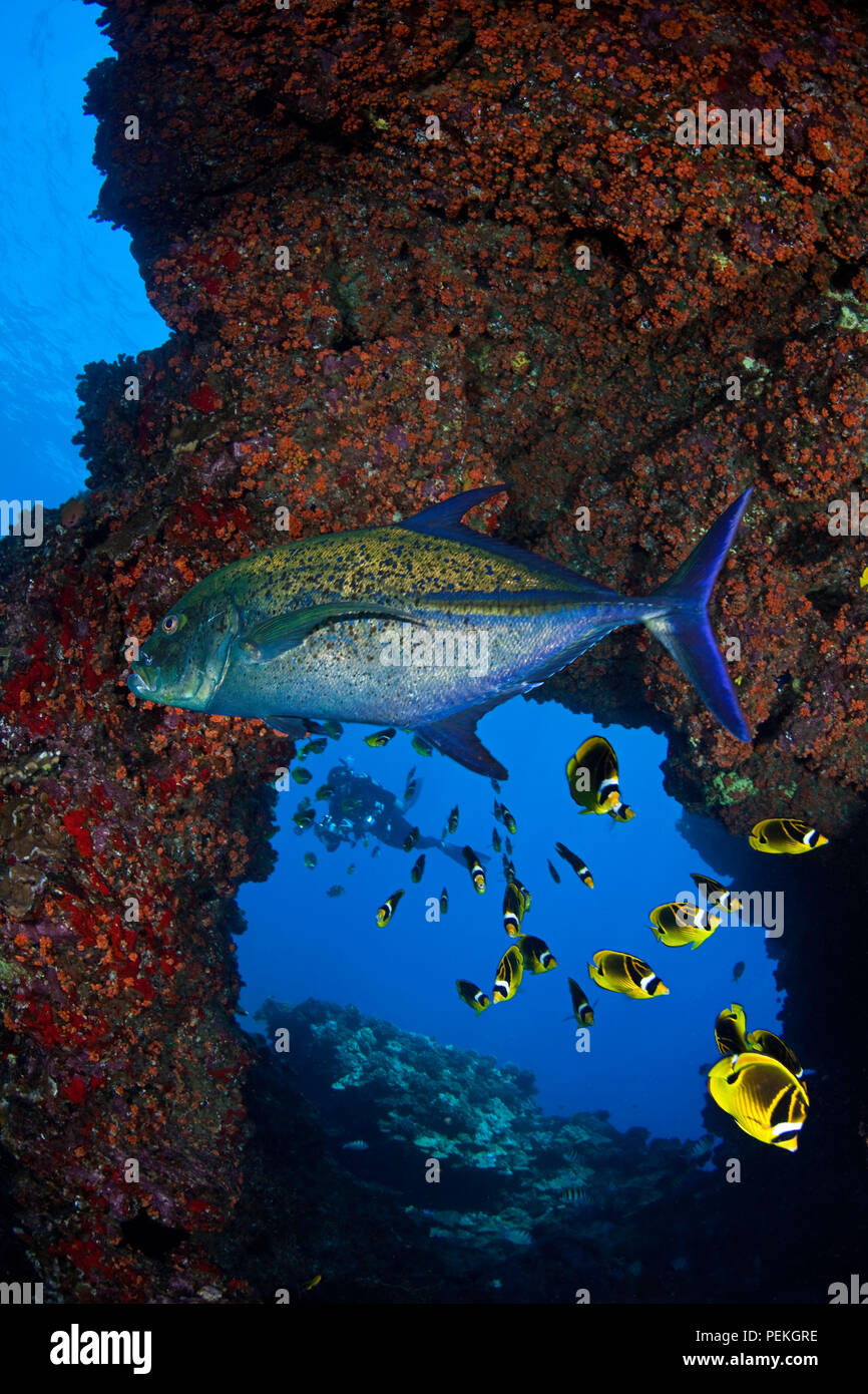 Ein Taucher (MR) und rotem Trevally, Caranx melampygus oder Jack, mit Schulbildung Waschbär Falterfische, Chaetodon lunula, vor der Insel Lanai, Hawaii. Stockfoto