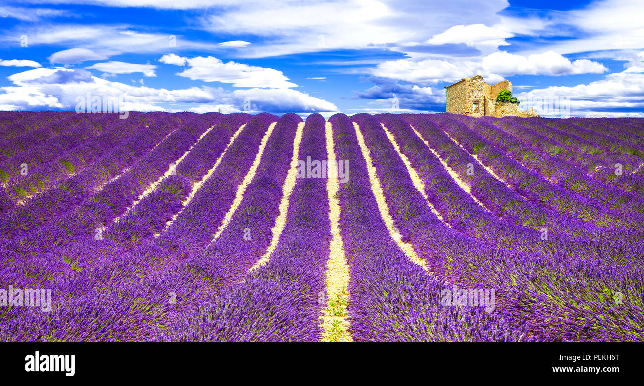 Beeindruckende Lavendel Feldern, paoramic, Valensole, Frankreich. Stockfoto