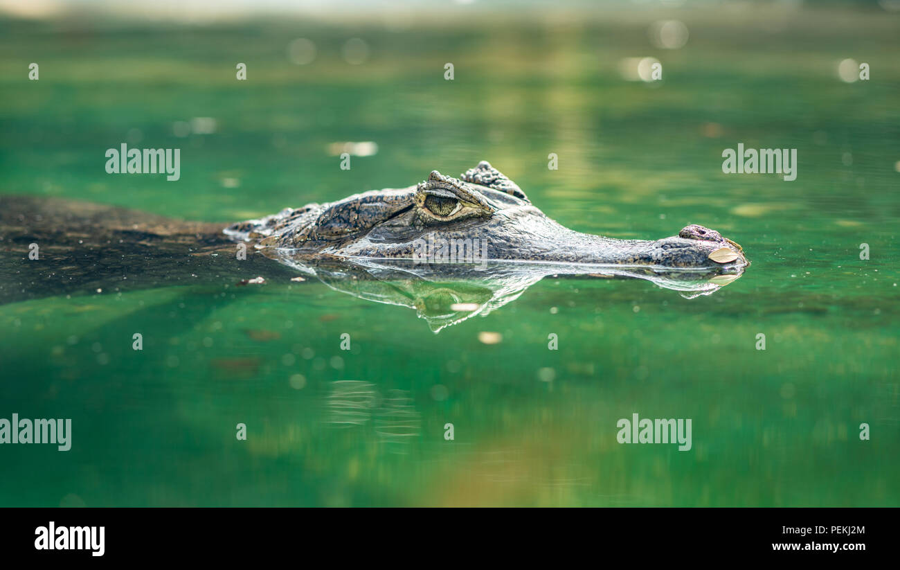 Spectacled Caiman crocodilus Caiman oder Schwimmen im herrlichen Wasser Stockfoto