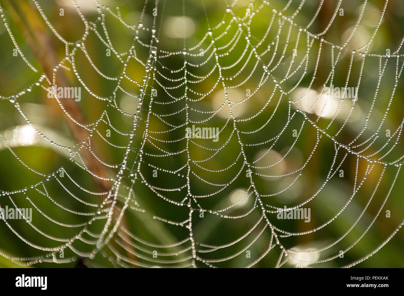 Tau Spinnweben in der Dämmerung an einem kühlen Sommermorgen Stockfoto