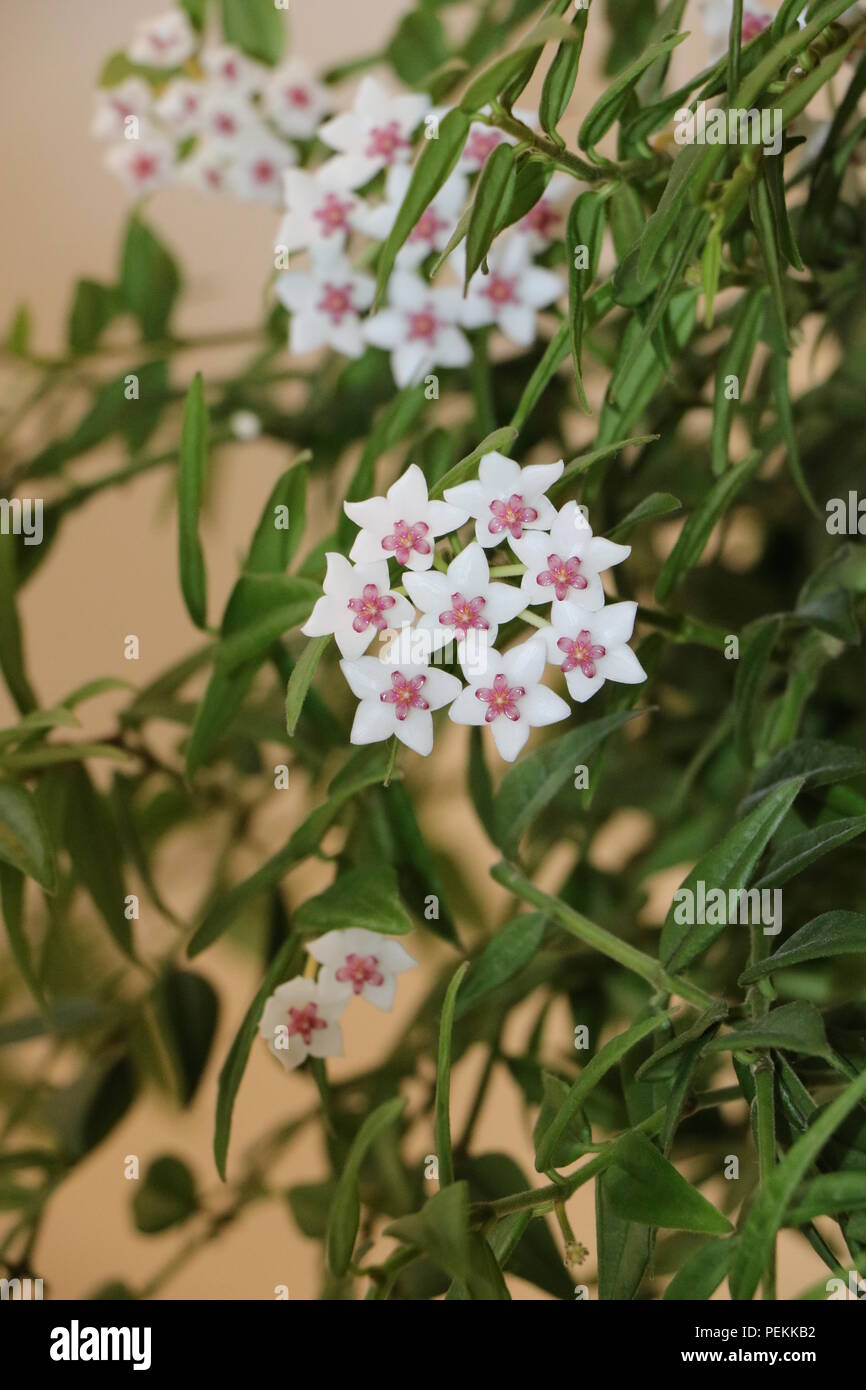 Hoya Integrifolia oder Miniatur Wachs, Porzellan Blume mit weißen Blütenblättern und Rosa. Die Blüten sind in Corymbs oder Corymb Form. Stockfoto