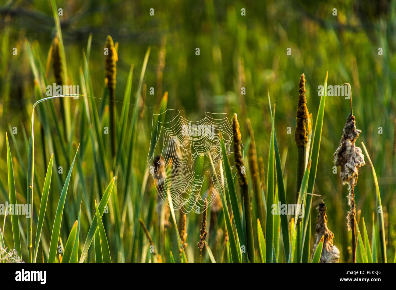 Tau Spinnweben in der Dämmerung an einem kühlen Sommermorgen in einer Wiese Stockfoto