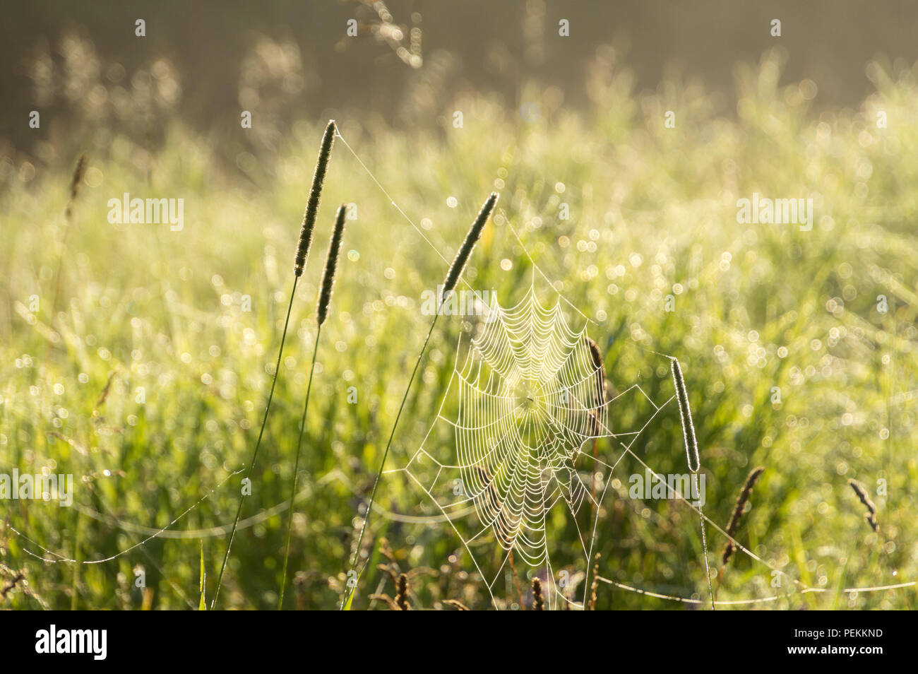 Tau Spinnweben in der Dämmerung an einem kühlen Sommermorgen in einer Wiese Stockfoto