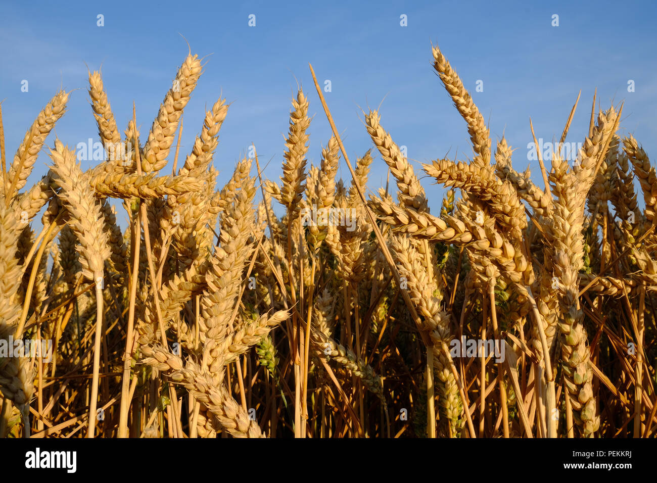 Wheat farming -Fotos und -Bildmaterial in hoher Auflösung – Alamy
