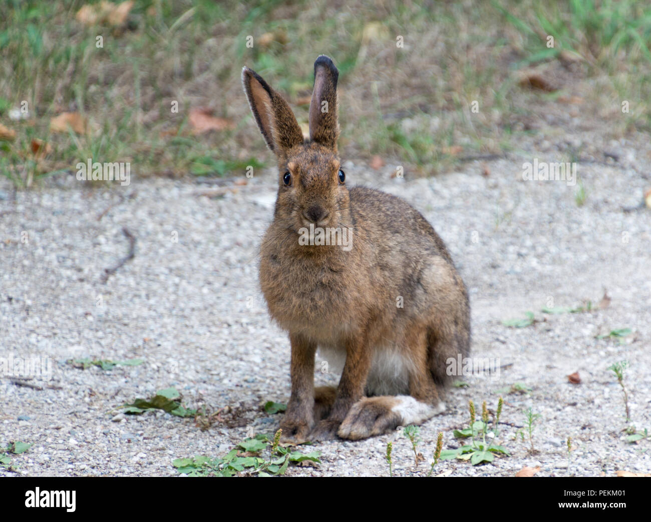 Snowshoe hare im Sommer mit braunem Fell sitzt mit großen Füßen angezeigt Stockfoto