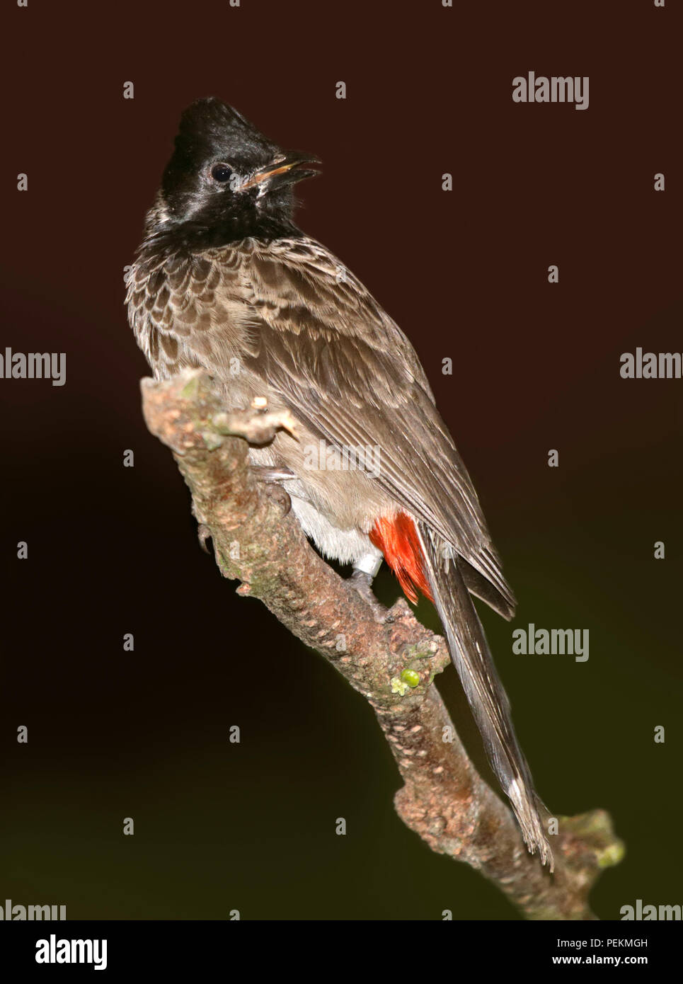 Rot-entlüftet Bulbul (Pycnonotus Cafer) Stockfoto