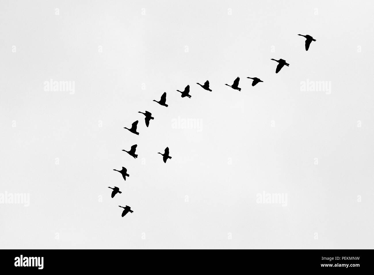 Ein Strang der Kanada Gänse Branta canadensis in einer V-Formation fliegen in der Silhouette zu sehen. Stockfoto