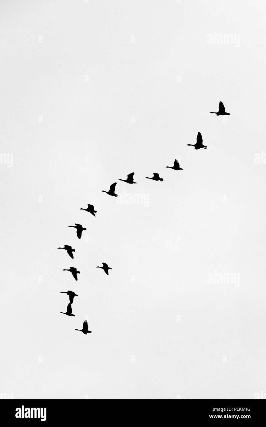 Ein Strang der Kanada Gänse Branta canadensis in einer V-Formation fliegen in der Silhouette zu sehen. Stockfoto