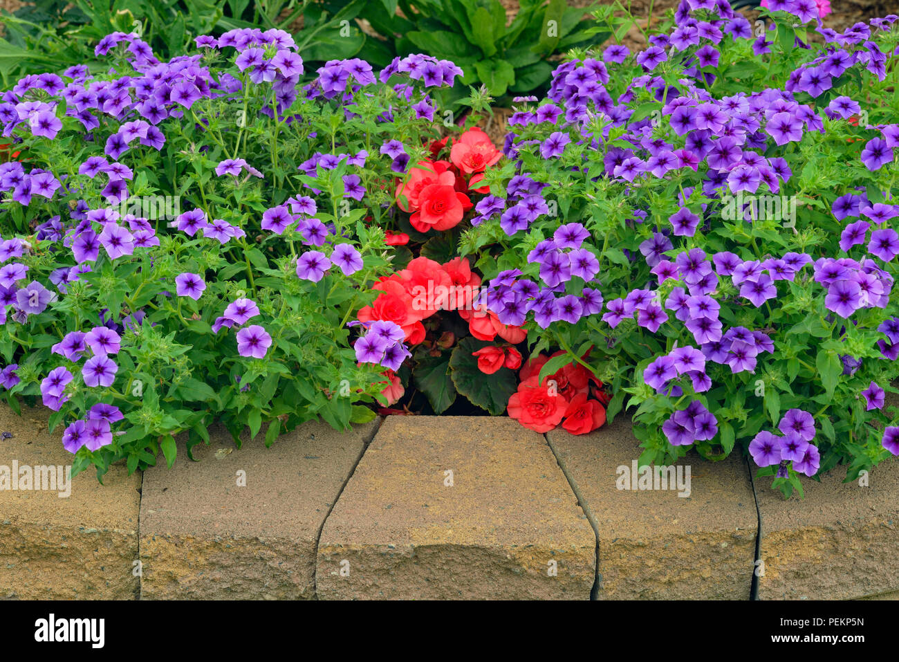 Garten Blumen, Greater Sudbury, Ontario, Kanada Stockfoto