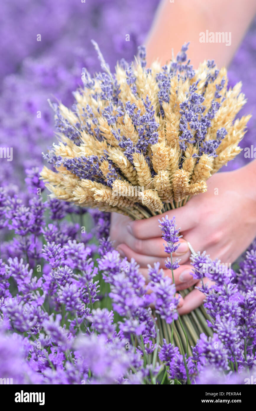 Cotswold Lavendel Stockfoto