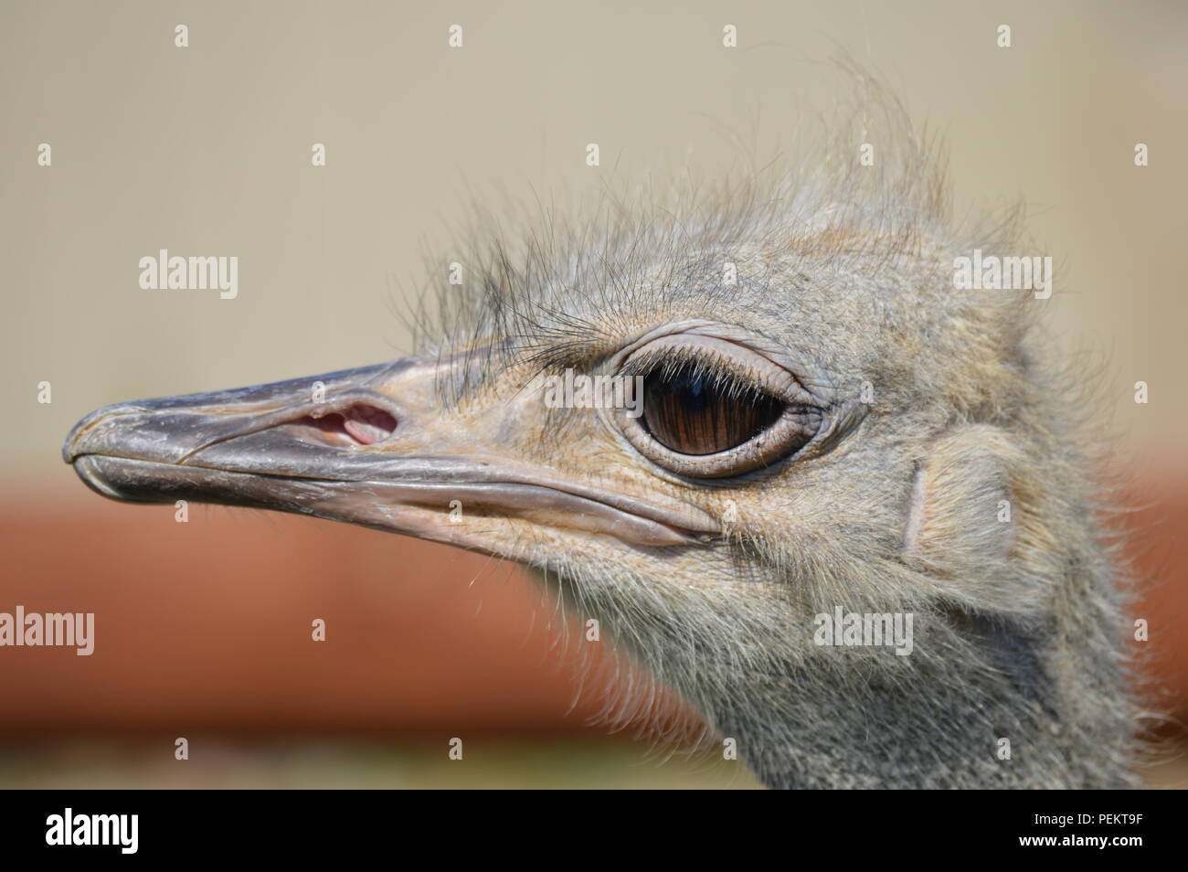 Nahaufnahme eines Straußes Stockfoto