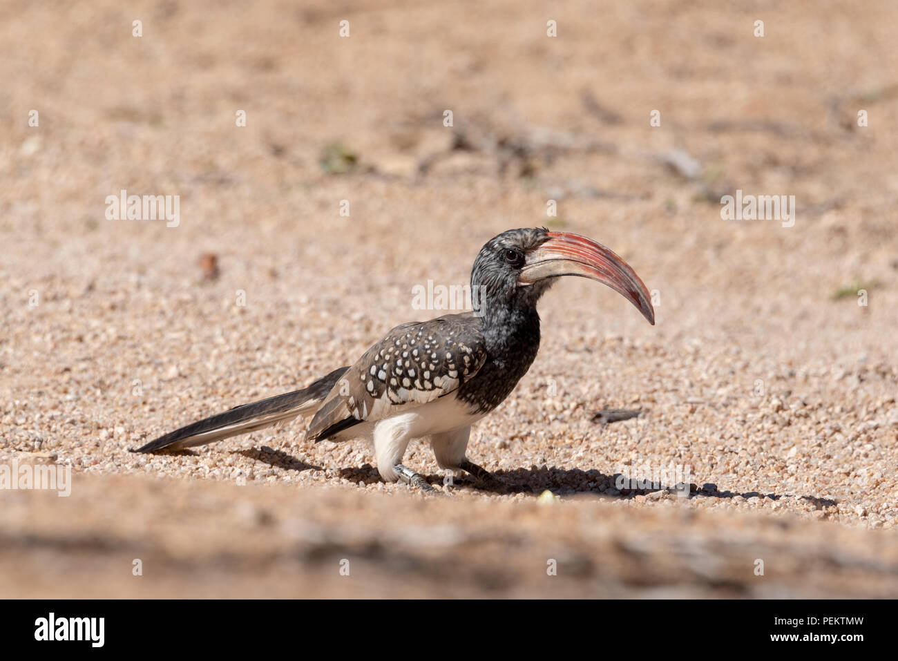 Nahaufnahme eines monteiros Red-billed Hornbill auf Schotter, Namibia Stockfoto