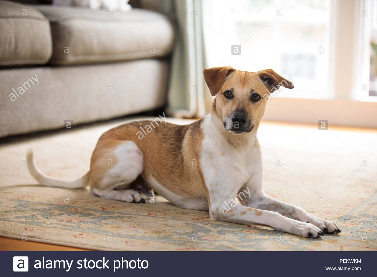 Frechen Ohren Stockfotos Frechen Ohren Bilder Alamy