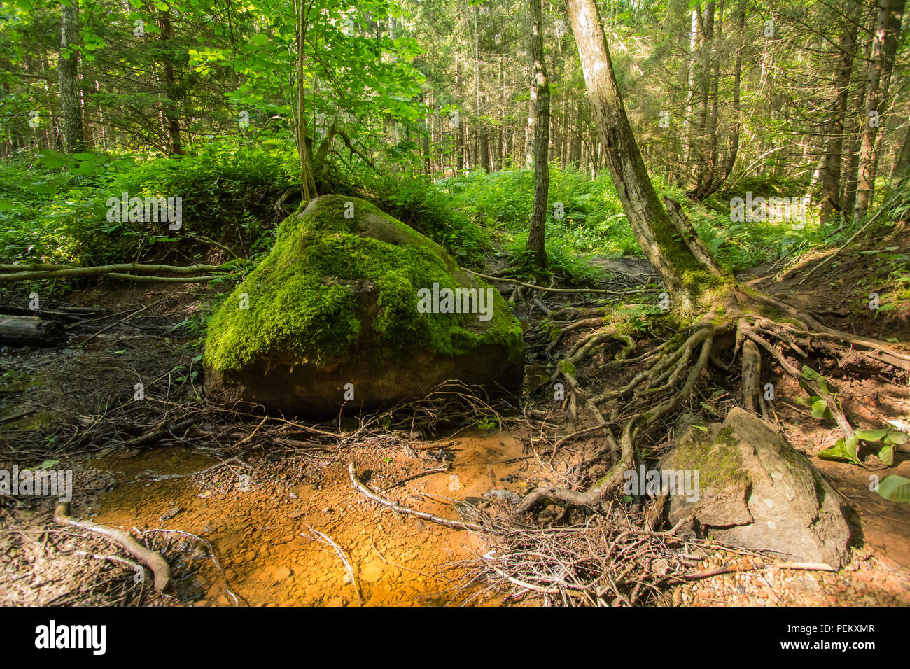 Tief im Wald Stockfoto