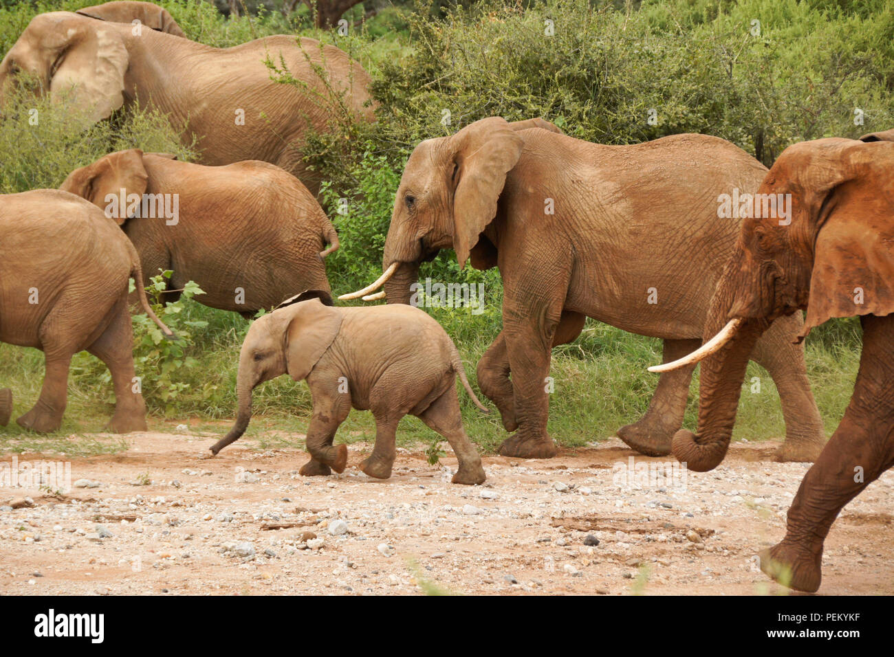 Gruppe Elefanten wandern in einem trockenen Flussbett und durch den Busch, Samburu Game Reserve, Kenia Stockfoto