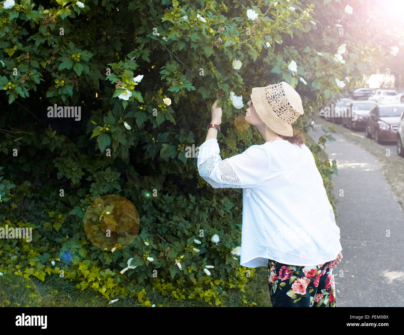 Reife Frau Spaziergänge, stoppt, und Gerüche einige Blumen von einem Baum. Stockfoto