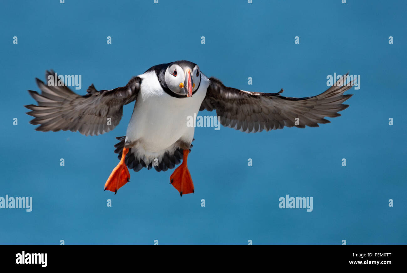 Papageitaucher auf einem Felsen Stockfoto