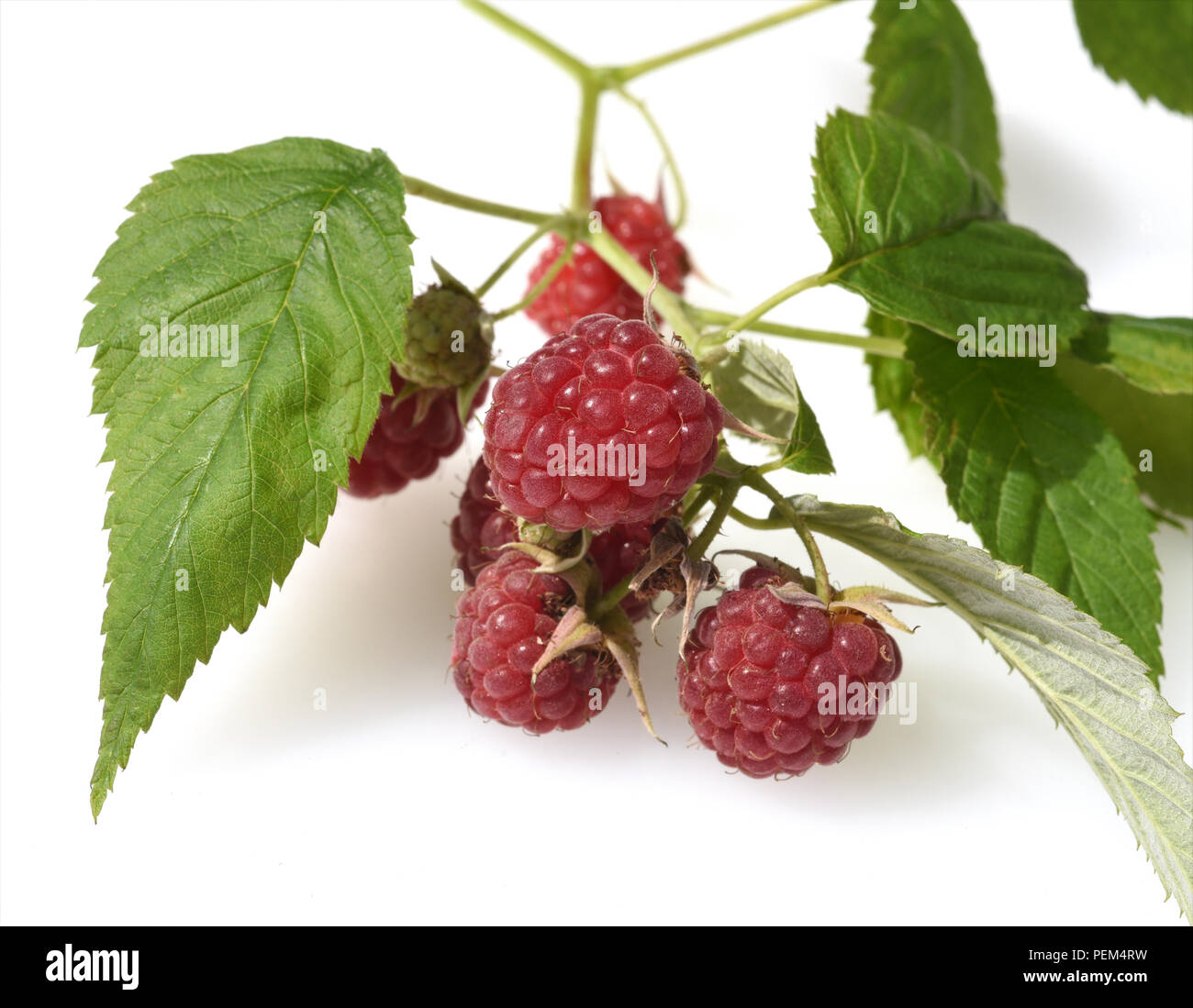 Himbeeren, Rubus, Mill Stockfoto