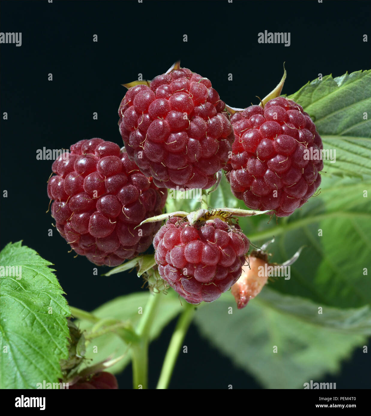 Himbeeren, Rubus, Mill Stockfoto