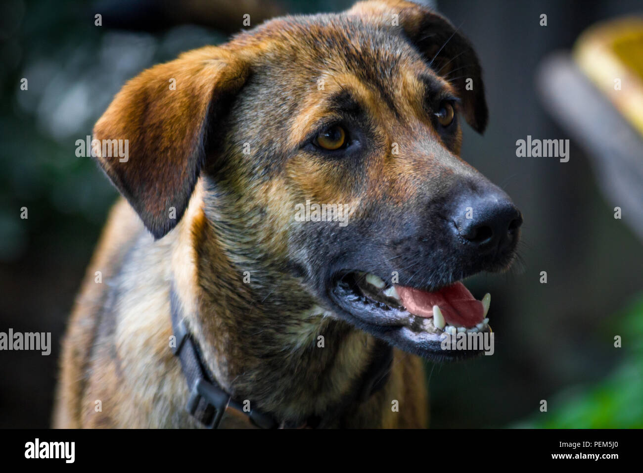 Anatolian shepherd dog Spielen im Hof an einem Sommertag Stockfoto