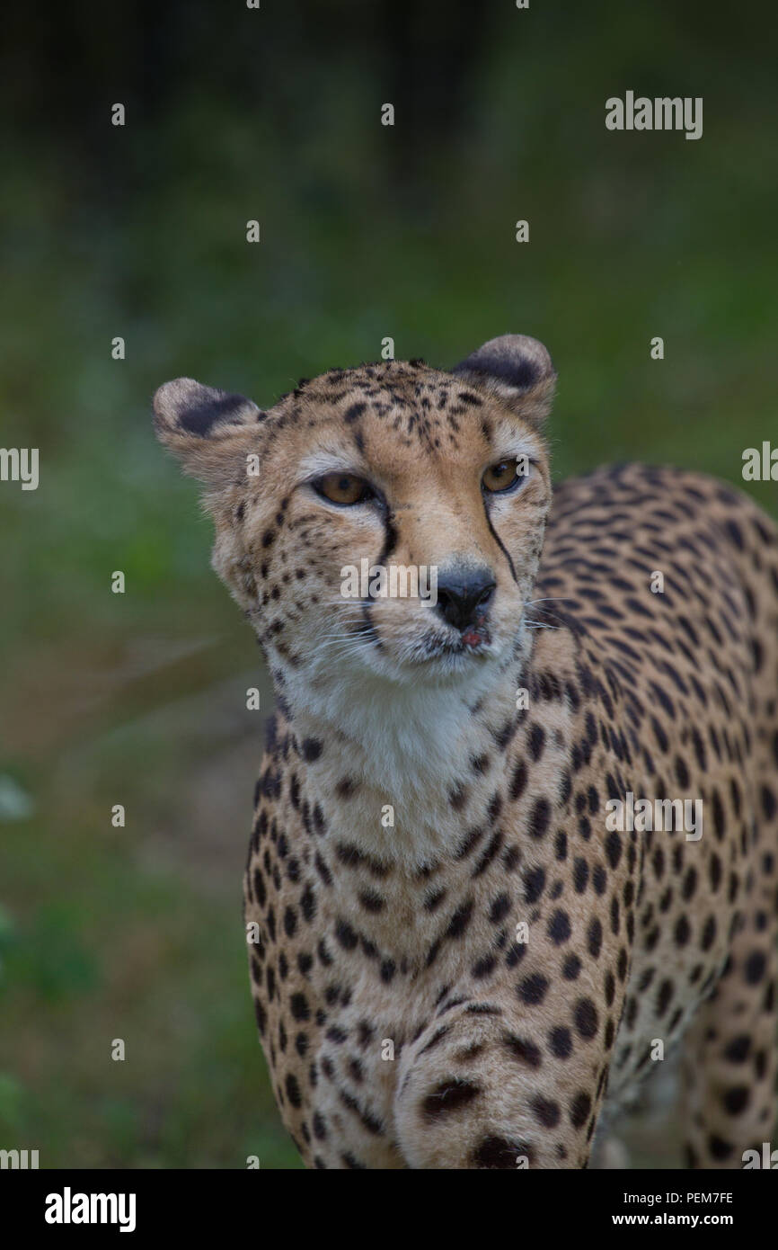 Cheetah große wilde Katze Stockfoto